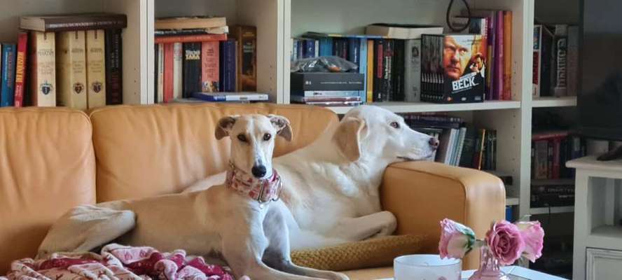 Hund aus dem Spanischen Tierschutz-Beitrag-Bild