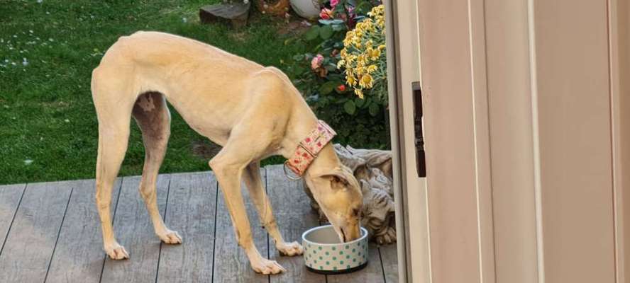 Hund aus dem Spanischen Tierschutz-Beitrag-Bild