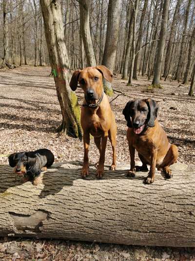 Rhodesian Ridgeback-Beitrag-Bild