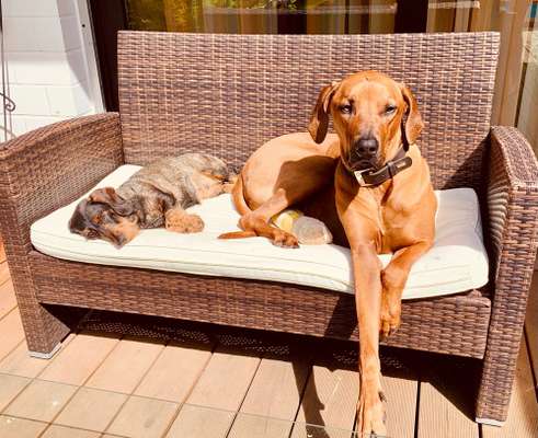 Rhodesian Ridgeback-Beitrag-Bild
