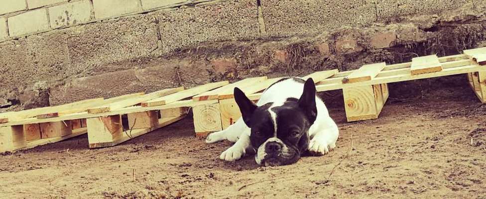 Die Dogorama Kalender Challenge Titelbild-Beitrag-Bild