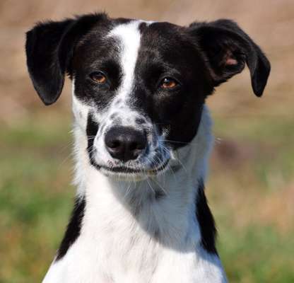 Mischlingshunde Foto Aufruf-Beitrag-Bild