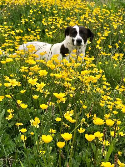 Die Dogorama Monats Challenge "Es grünt und blüht"-Beitrag-Bild