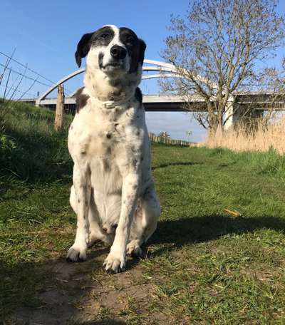 Auslandstierschutz-Beitrag-Bild