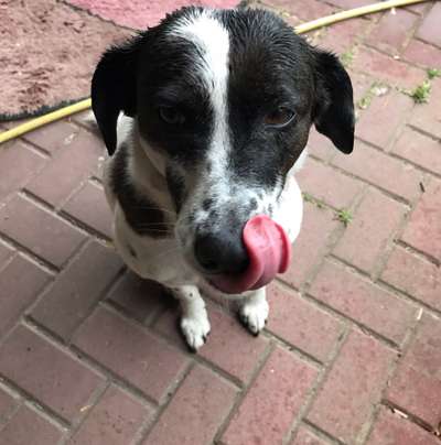 Fotochallenge Nr. 59 - Mein Hund zeigt die Zunge-Beitrag-Bild