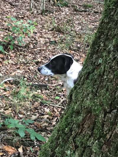 Foto -Challenge  Thema : Dein Hund Im Wald-Beitrag-Bild