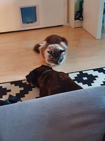 Hund und Katz Momente-Beitrag-Bild