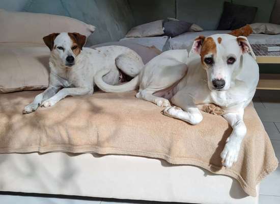 Auslandstierschutz-Beitrag-Bild