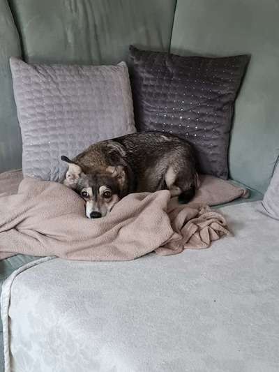 Auslandstierschutz-Beitrag-Bild