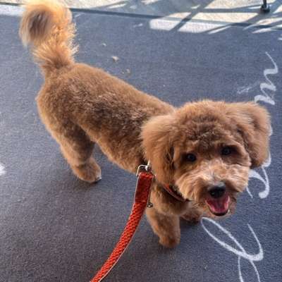 Hundetreffen-Playdate / Gassirunde-Bild