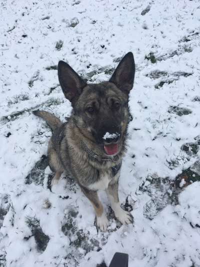 Fotochallenge Nr. 59 - Mein Hund zeigt die Zunge-Beitrag-Bild