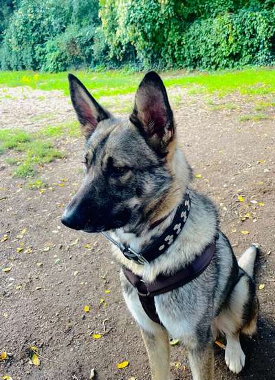 Die Dogorama Kalender Challenge Titelbild-Beitrag-Bild