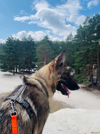 Schäferhund-Beitrag-Bild