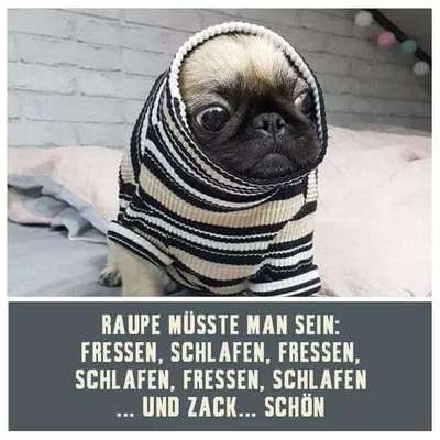 Hunde sprüche-Beitrag-Bild