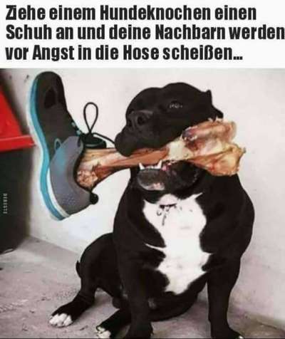Hund vom Veterinäramt weggenommen-Beitrag-Bild