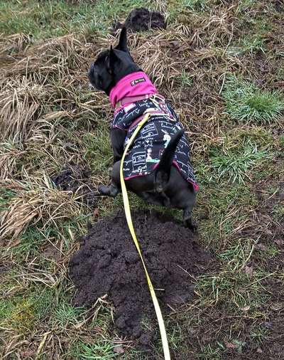 Was ist eine Rüdin-Beitrag-Bild