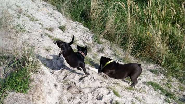 Dein Hund im Dogorama-Kalender 2021-Beitrag-Bild