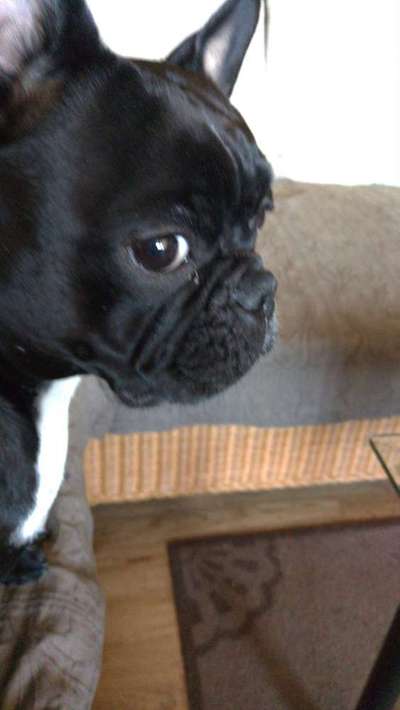 Zeigt mal die schönsten Bilder von euren Hunden !-Beitrag-Bild