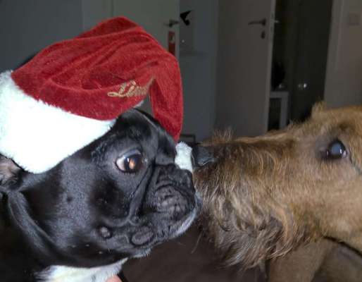 Französische Bulldoggen-Beitrag-Bild