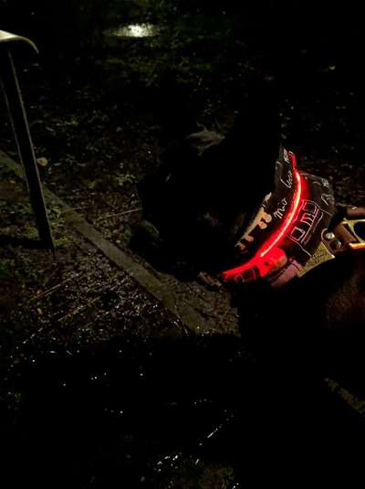 Leuchthalsbänder-Beitrag-Bild