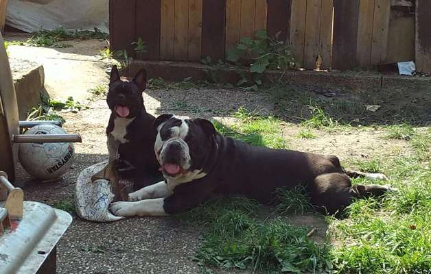 Wo sind die die Englischen Schönheiten?-Beitrag-Bild