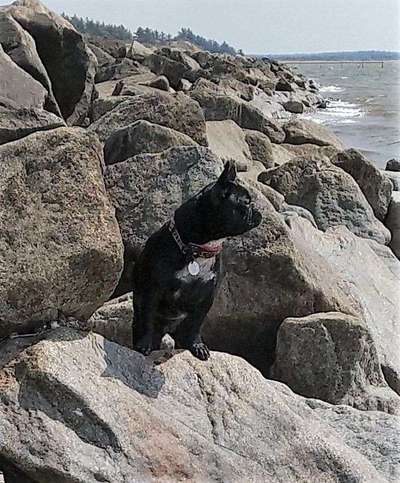 Dein Hund im Dogorama-Kalender 2021-Beitrag-Bild