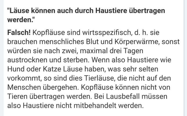 Läusebefall beim Mensch.
Übertragbar auf Hund?-Beitrag-Bild