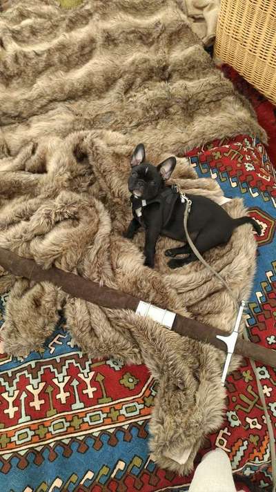 Dein Hund im Dogorama-Kalender 2021-Beitrag-Bild