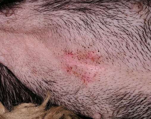 -BEANTWORTET-  Wundverheilung nach Kastration-Beitrag-Bild