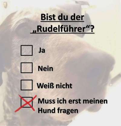 Wer ist der Boss?-Beitrag-Bild