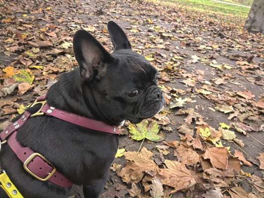 Französische Bulldoggen-Beitrag-Bild