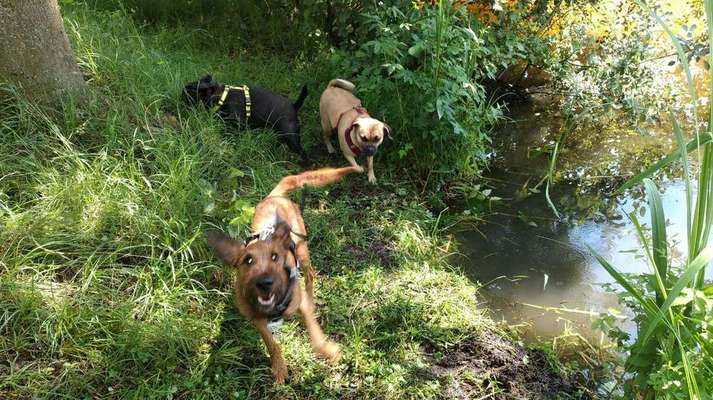 Dein Hund im Dogorama-Kalender 2021-Beitrag-Bild