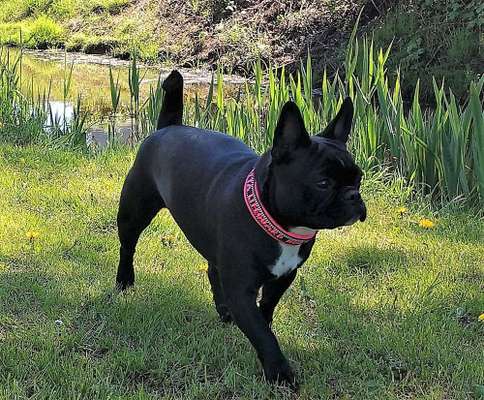 Dein Hund im Dogorama-Kalender 2021-Beitrag-Bild