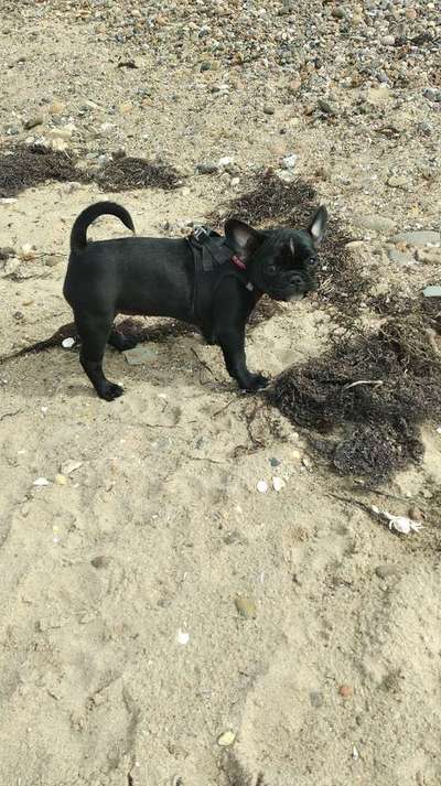 Dein Hund im Dogorama-Kalender 2021-Beitrag-Bild