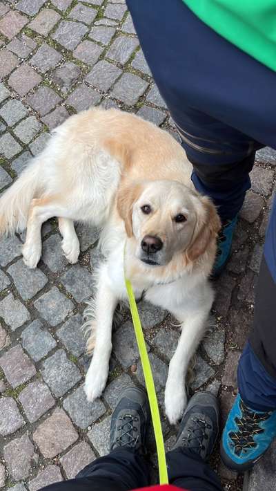 Wo sind die Golden Retriever Liebhaber?-Beitrag-Bild
