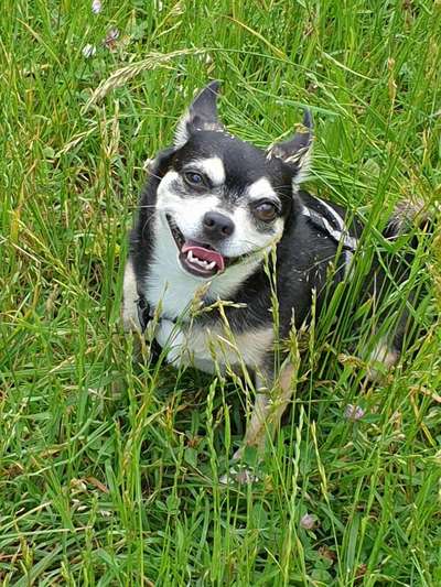 Die Dogorama Monats Challenge "Es grünt und blüht"-Beitrag-Bild