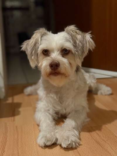 Hundetreffen-Sozial Walk/Hundekontakt-Bild