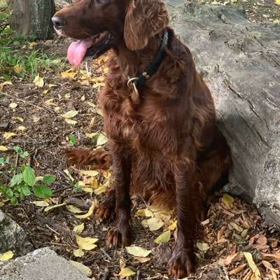 Hundetreffen-Spaziergang in Markkleeberg-Bild