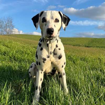 Hundetreffen-Gemeinsame Spiel/Gassirunden-Bild