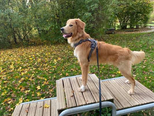 Als Welpen sind sie alle noch süßer-Beitrag-Bild