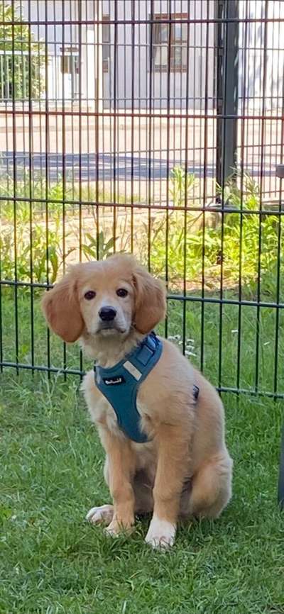 Als Welpen sind sie alle noch süßer-Beitrag-Bild