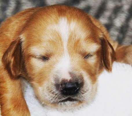 Als Welpen sind sie alle noch süßer-Beitrag-Bild