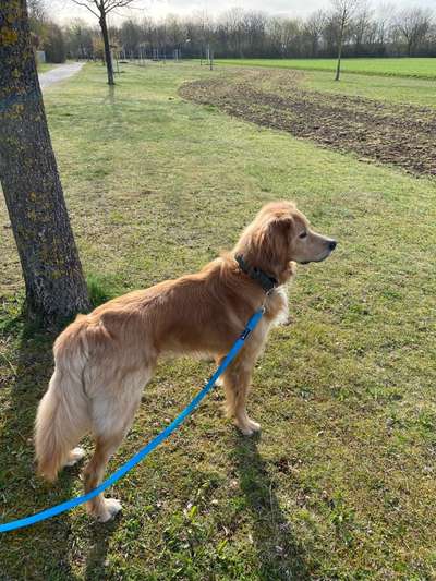 Als Welpen sind sie alle noch süßer-Beitrag-Bild