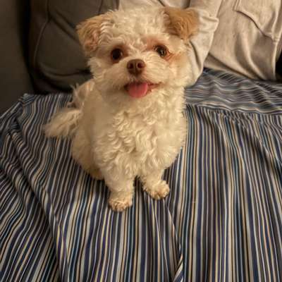 Hundetreffen-Spaziergang mit Mini Hund Friedrichshain-Bild