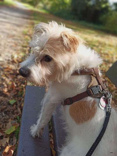 31. Collagen Challenge - Bänke/ Steine /Baumstümpfe-Beitrag-Bild