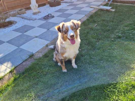 Dogorama Photo Challenge - Der Frühling kommt-Beitrag-Bild