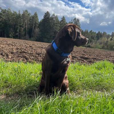 Hundetreffen-Schocko labbi 13 Monate alt spielt sehr gerne-Bild