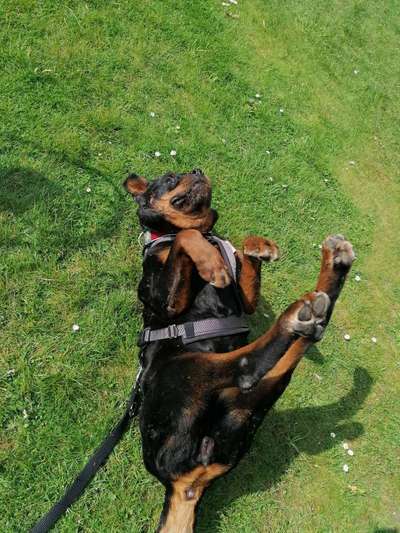 Club der Rumänen (Alle Hunde aus dem rumänischen Tierschutz, wo seid Ihr?)-Beitrag-Bild