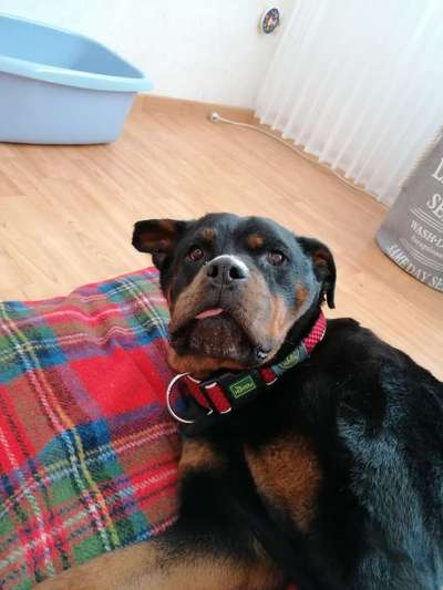 Zeige das lustigste Bild eures Hundis-Beitrag-Bild