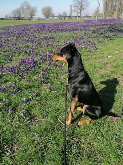 Die Dogorama Monats Challenge "Es grünt und blüht"-Beitrag-Bild